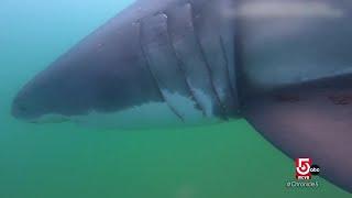 A look into tagging great white sharks off the Cape Cod coast