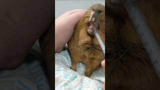 Capybara doesn't want his vitamin c!