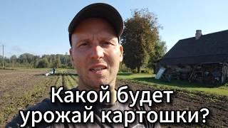 ⭕ Какой урожай картошки в этом году?  #SERVEROK #картошка  ///  