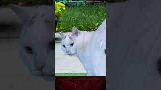 AVGN VS. CAT IN PING PONG!!