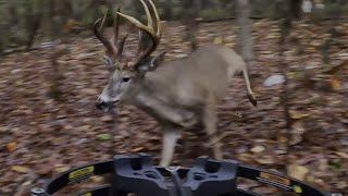 TWO GIANT BUCKS CHASE A DOE INTO MY LAP