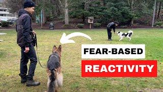 How We Fix FEAR REACTIVITY in Dogs