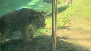 Amur Tiger Roaring at Louisville Zoo 10/19/24