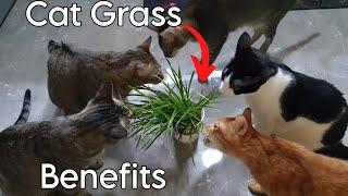 Cats eating grass | REASONS WHY CATS NEED GRASS