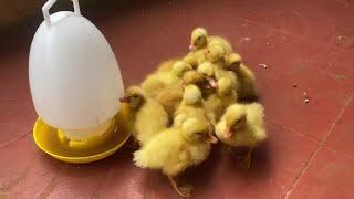 The Little Duck  -  Cute Little Ducklings - MY NEW BABY DUCK - DUCK DUCK TV #6