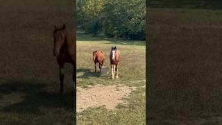 Calling My STALLION In From The Pasture #shorts #stallions #horselife #tricks #training #horses
