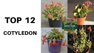 TOP 12 COTYLEDON