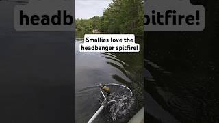 Sight fishing smallmouth bass #shorts #fishing #bass #bassfishing