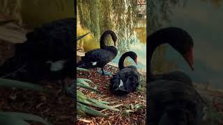 Happy black swans family  Счастливая семья чёрных лебедей