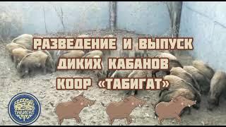 Разведение и выпуск диких кабанов в охотничьих угодьях КООР «Табигат»