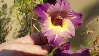 Gladiolus Dynamite,  purple and yellow