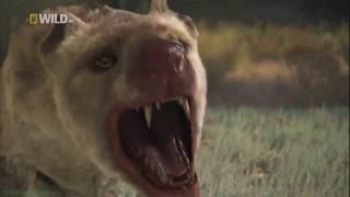 Archaeotherium (Entelodont) vs Hyaenodon vs Subhyracodon [RUS]