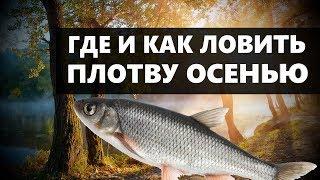 ГДЕ И КАК ЛОВИТЬ ПЛОТВУ ОСЕНЬЮ