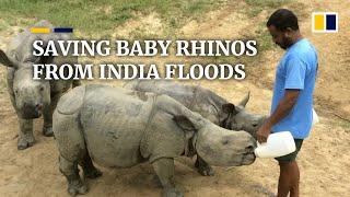 One-horned baby rhinos given a new lease of life in Indian wildlife rehab centre