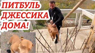 ПИТБУЛЬ ДЖЕССИКА ДОМА! Сестра мусы, халка, графа.