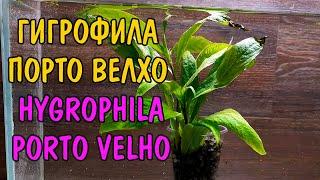 ГИГРОФИЛА ПОРТО ВЕЛХО ( HYGROPHILA PORTO VELHO)