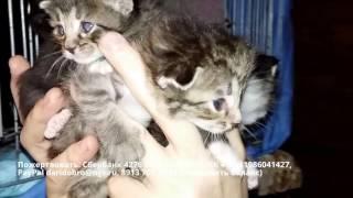 Так живут кошки в приюте Дари добро г. Новосибирск Mama Cat и Kittens  счастье для тебя