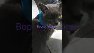 бешеная киска ворует Whiskas