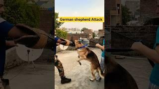 German shepherd Attack #session #967 #gsd #shorts