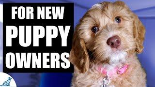 Your Complete First Week Puppy Training Plan