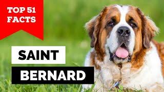 99% of Saint Bernard Owners Don't Know This