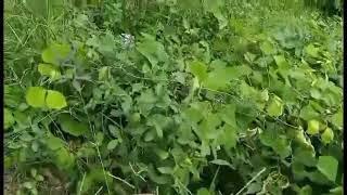 BACOLOD FARM TOUR PART 2