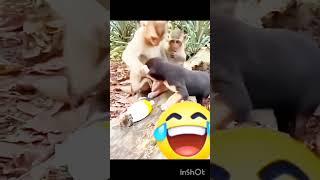 Animal #comedy #cute #farmanimalct #seotips #farming #funny #seotutorial #cat #animalcomedy #animal