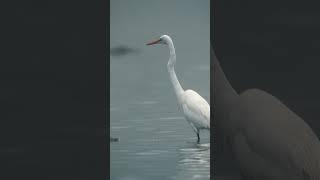 ️ Capturing Magic in the Mist  | Coastal Marshlands #foggy #naturephotography #photography