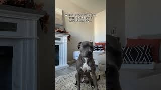 Crazy dog mom #dogmom #dog #trending