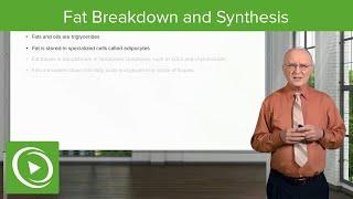 Fat Breakdown and Synthesis | Lipid Metabolism