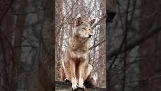 Wolf sound #shorts