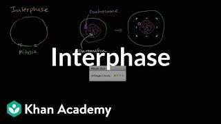 Interphase | Cells | MCAT | Khan Academy