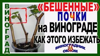  Вот почему Вы теряете урожай! Отчего  "бешенные" почки винограда прорастают осенью.