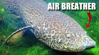 Lungfish Facts: an AIR-BREATHING Fish  Animal Fact Files