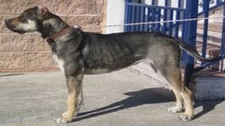 Spanish Alano dog breed your perfect pet