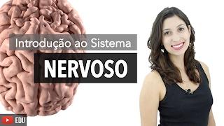 Sistema Nervoso 1/6: Introdução | Anatomia e etc.