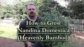 How to grow Nandina Domestica (Heavenly Bamboo)