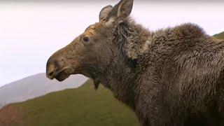 Re-Introducing Moose to the Glen | Moose | BBC Studios