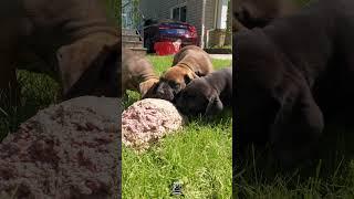 Feeding Exotic Boerboels The Best Raw Food #boerboelpuppies #blackdogs #boerboels