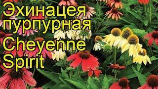 Эхинацея пурпурная Дух Шайенн. Краткий обзор, описание echinacea purpurea Cheyenne Spirit