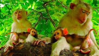 Look at Moken Baby Monkey's eyes, what happened...? with Mother Monkey Moka so sweet