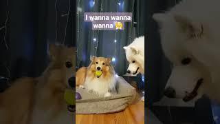 #dogfunny #polemic #dogs #sheltie #samoyed #pets #puppy #discussion #питомец