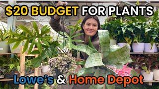 $20 BUDGET Big Box Plant Shopping - Home Depot & Lowe's Houseplants & Indoor Plants - Plant Haul