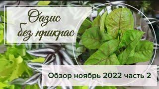 Оазис без прикрас. Обзор ноябрь 2022 часть2.