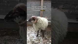 у нас новые барашки! у они карликовые!! #ферма #животные #барашек
