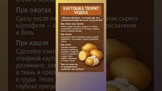 Картошка творит чудеса