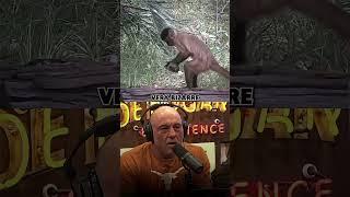 Joe Rogan on Morphic Resonance