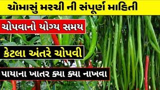 ચોમાસું મરચી ની સંપૂર્ણ માહિતી || મરચી ની ખેતી | marchi ni kheti | #મોજીલોખેડૂત