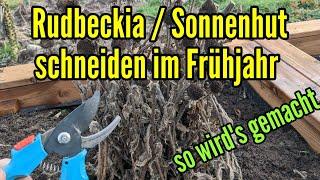 Rudbeckia schneiden - Sonnenhut zurückschneiden im Frühjahr - So tief schneiden und Zeitpunkt