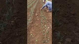 Prepared land ready for the production of sisal agave  #farming  #agriculture